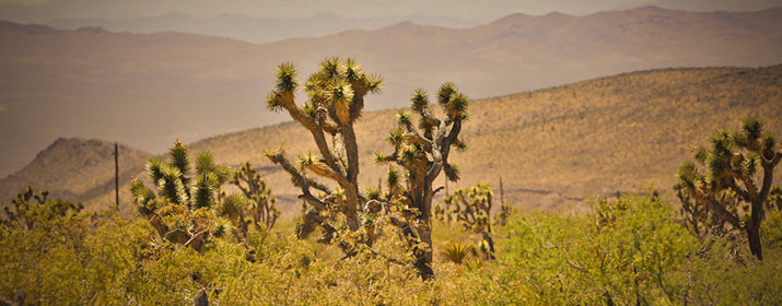 Mohave desert